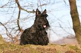 SCOTTISH TERRIER 070